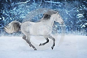 White horse in snow