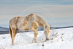 White horse in the snow
