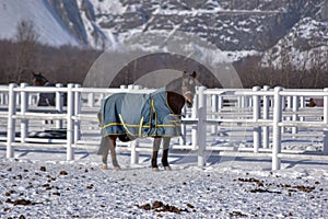 White Horse in snow with mountain in background