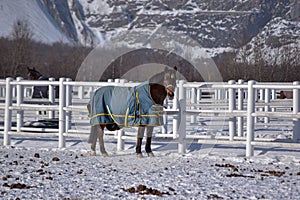 White Horse in snow with mountain in background