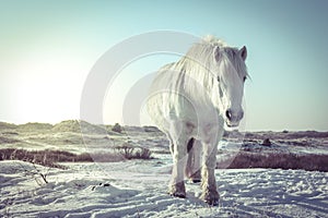 White horse in the snow