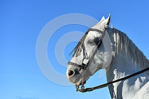White horse in spain with blue sky