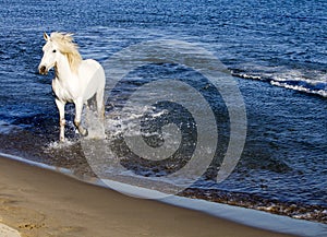 White Horse Splashing