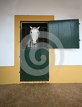 White horse in the stable