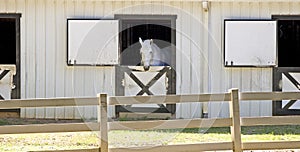 White Horse in Stable