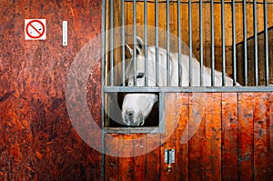 White horse in stable