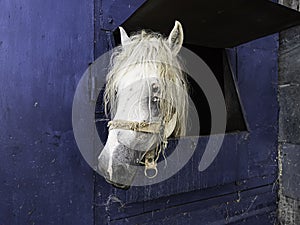 White horse in the stable. Horse in stable looking outside.