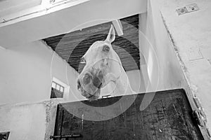 White horse in stable