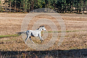 White horse stallion run gallop in golden autumn grass warm sun landscape space for text