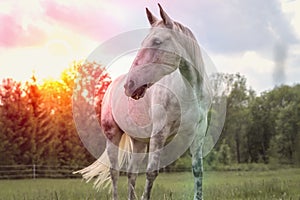 Horse standing on a field with green grass