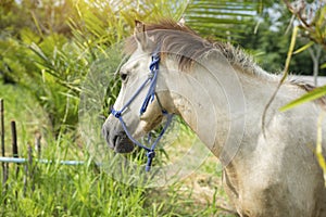 White horse standing in a field