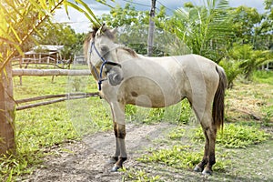 White horse standing in a field