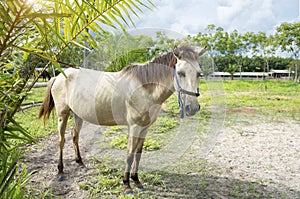 White horse standing in a field