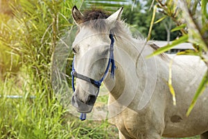 White horse standing in a field