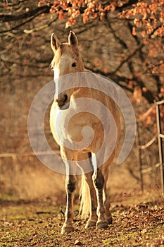 White horse standing in the forest