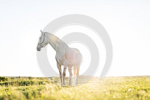 White horse standing on the grass field in the sunset.