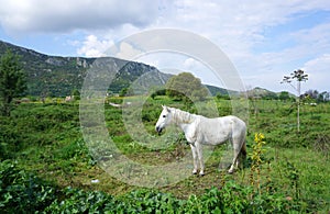 White horse standing on the ground outdoor