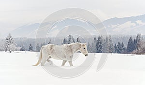 White horse standing on snow field, side view, blurred trees in background