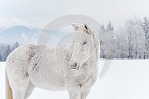 White horse standing on snow field, side view detail on head, blurred trees in background