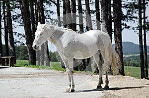 White horse standing still