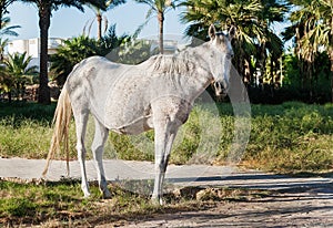 white horse stands on the background of palm trees at sunset