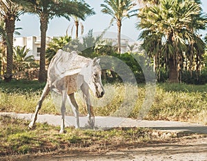 white horse stands on the background of palm trees at sunset