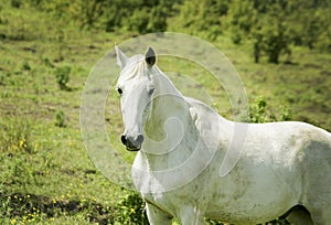 White horse stands on the field on the green grass