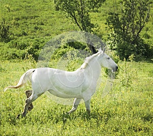 White horse stands on the field on the green grass