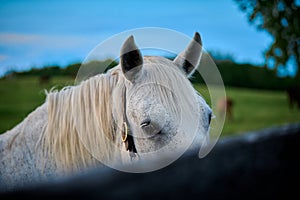 White horse staring over fence railing