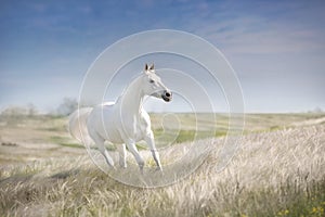 White horse in stipa