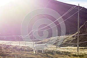 A White Horse in the strong sun, in the area of Tagong, Sichuan, China.