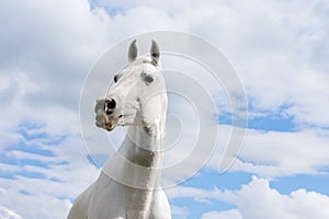 White horse on summer blue sky and clouds with funny interrogative expression