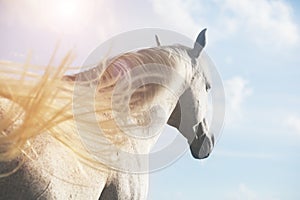 White horse in sunlight