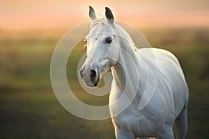White horse at sunset
