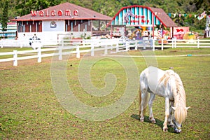 White horse at The Swiss Sheep Farm the biggest sheep farm And fun park style in Huahin Cha-Am.