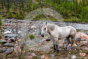 A white horse with tied legs stands near the stony bed of a mountain river.