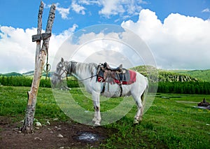 A white horse tied to a post