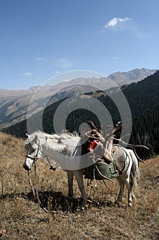 White horse with trophy deer after hunt in the mountains