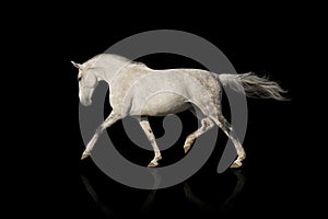 White horse trot