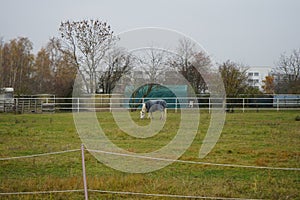 A white horse under a gray papon grazes in a paddock pasture at the Stadtrandhof, Waltersdorfer Chaussee, 12529 Schoenefeld