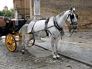 White horse urinating photo