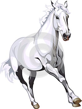 White horse photo