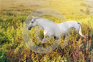 White horse walking in the grass