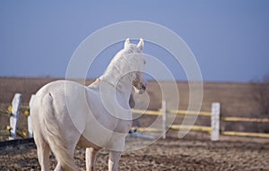 White horse walking in the paddock