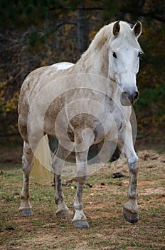 White Horse Walking Toward Camera Full Body