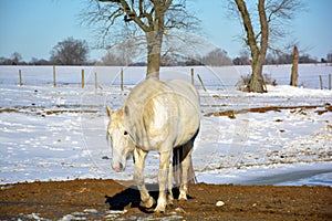 White horse walking in the winter snow.