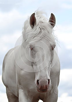 White horse walks