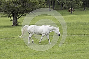 White horse walks in green pasture