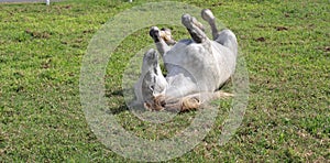 White horse Wallowing in grass