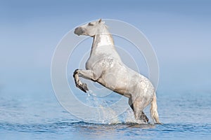 White horse in water